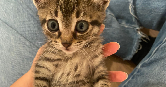 chloé pet sitter à PARIS 15 75015_10