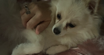 lana pet sitter à ORGEVAL 78630_4