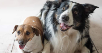 léa pet sitter à AMIENS 80000_2