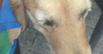 clémence pet sitter à PARIS 07 75007_4