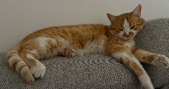 chloe pet sitter à GOEULZIN 59169_1