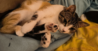 anastassïa pet sitter à ANGERS 49000_1