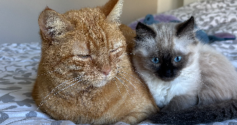 marie pet sitter à Villieu-loyes-mollon 01800_2