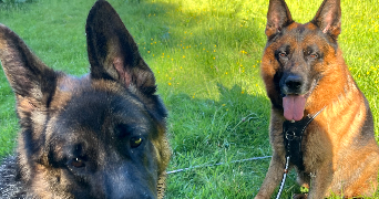 noa pet sitter à MAROMME 76150_2