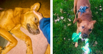 séverine  pet sitter à 59000 Lille 59000_9