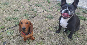 brenda pet sitter à FLORENSAC 34510_7