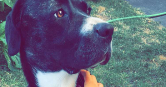 charline pet sitter à LIMAY 78520_1