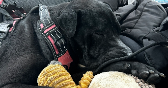 lili pet sitter à LAVAL 53000_2