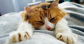 elena pet sitter à LA BARTHE DE NESTE 65250_2