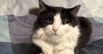 solenne pet sitter à La ciotat 13600_3