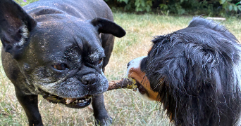cecilie pet sitter à MONTIGNY LE BRETONNEUX 78180_6