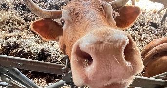 anne-sophie pet sitter à HUBERSENT 62630_1