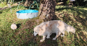 guylène pet sitter à AYSE 74130_22