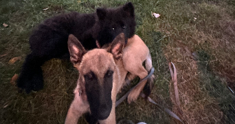 marion pet sitter à ELBEUF 76500_0