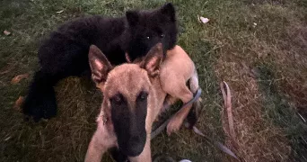 marion pet sitter à ELBEUF 76500