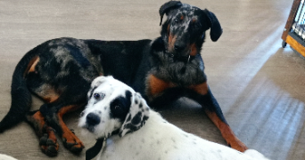 roxanne pet sitter à CHAMALIERES 63400_2