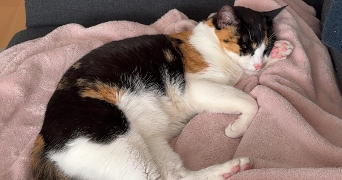 victoria pet sitter à ST OMER 62500_3