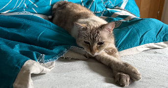 margot pet sitter à FILLIERE 74370_3