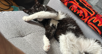 marie pet sitter à PARIS 18 75018_0