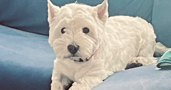 anne pet sitter à ST MAUR DES FOSSES 94100_5