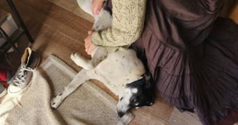 lison pet sitter à TOULOUSE 31400_3