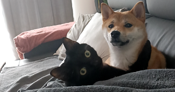 océane pet sitter à NEUVILLE DE POITOU 86170_2