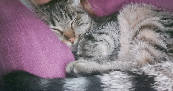 amelie pet sitter à LA ROCHE SUR YON 85000_1