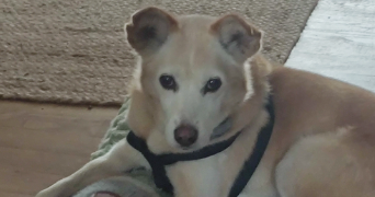 veronique pet sitter à ST LEONARD DE NOBLAT 87400_2