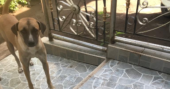 maty pet sitter à PARIS 16 75016_1