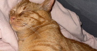 nina pet sitter à ST AUBIN LES ELBEUF 76410_9