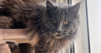 loane pet sitter à GAREOULT 83136_0