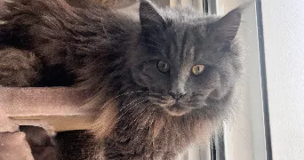 loane pet sitter à GAREOULT 83136