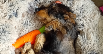 gaëlle pet sitter à RUEIL MALMAISON 92500_2