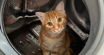 léna pet sitter à ST NAZAIRE 44600_1