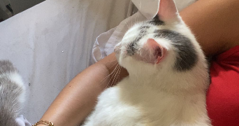 eloise pet sitter à NOMEXY 88440_0