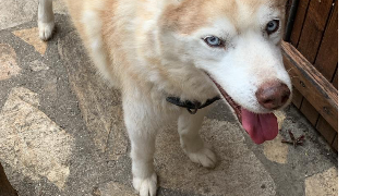 sarah pet sitter à MONTGEROULT 95650_6