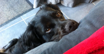delneste pet sitter à TOULOUSE 31200_1