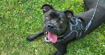 evan pet sitter à Lacroix-saint-ouen 60610_6