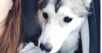 amelie pet sitter à MONTPELLIER 34000_1