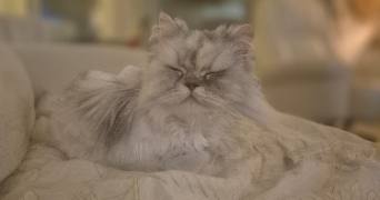 charline pet sitter à VILLENAVE D ORNON 33140_1