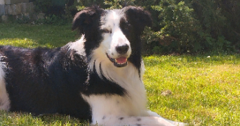 emma pet sitter à STE GEMME MORONVAL 28500_0