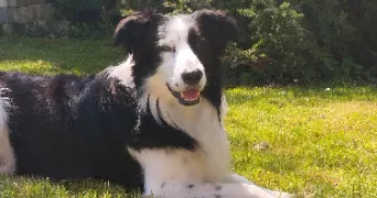 emma pet sitter à STE GEMME MORONVAL 28500