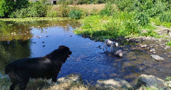 andy pet sitter à LORETZ D ARGENTON 79290_2