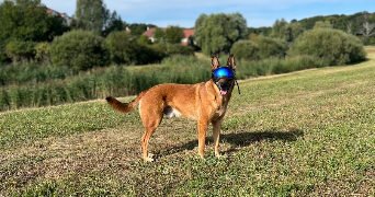 maxime pet sitter à COUTANCES 50200_1
