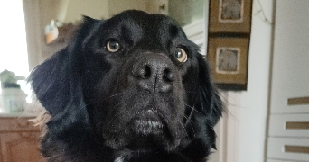 johanne pet sitter à ST BRIEUC 22000_2