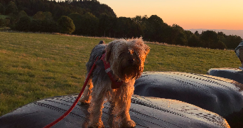 lucile pet sitter à CHAMPCLAUSE 43260_3