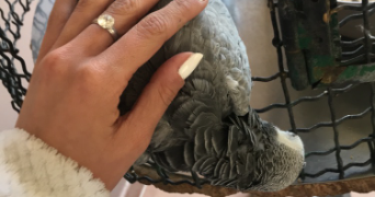 julia pet sitter à BOULOGNE BILLANCOURT 92100_2