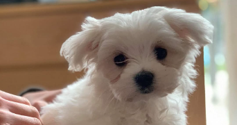 caroline pet sitter à BORDEAUX 33100_0