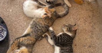 louna pet sitter à MARSEILLE 09 13009_4