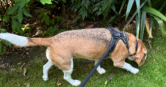 lepers pet sitter à TOURS 37000_6
